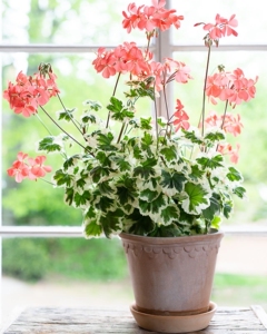 【天竺葵花叶】天竺葵花叶品牌,价格 - 阿里巴巴