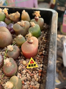 一个带种夹粉色的毛汉尼肉锥,很漂亮!尺寸2.0以上.58元不