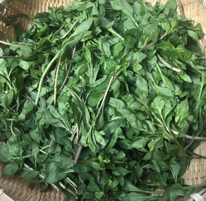 野生枸杞叶新鲜野菜包邮食用枸杞菜枸杞芽尖 嫩枸杞头枸杞叶炖汤