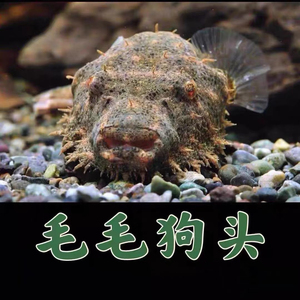 毛毛狗头小