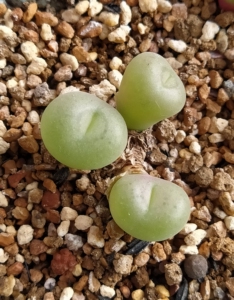 肉锥 空卡佛 产地空卡已蜕皮 服盆 ,现在最大头1.5cm