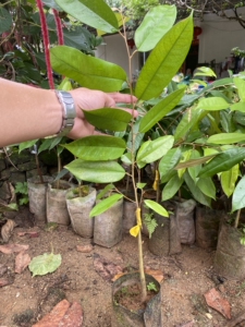 黑刺榴莲苗,马来西亚母本培育,海南发货