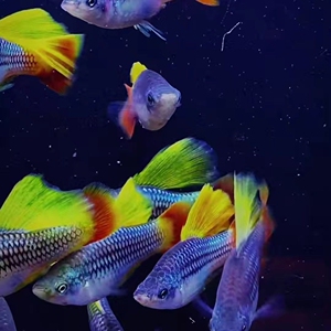 高鳍红剑鱼