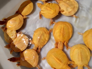 白化鳖水鱼变异鳖变异王八甲鱼苗黄金甲鱼山瑞黄金鳖苗珍珠鳖