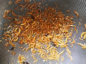 九龙虫幼虫,蚂蚁捕鸟蛛跳蛛蝎子螳螂等爬宠优质活食.10g,大