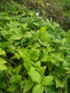 鸭脚板野菜,要苗要成品都可以