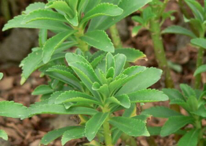 云南白药三七绿植盆栽,室内室外都美美哒,喜欢的花友们5元一盆