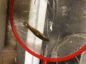 000人付款淘宝子陵虾虎鱼 李氏虾虎鱼黄黝鱼野采  观赏鱼飞快的乐仔