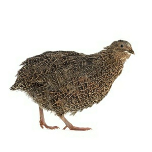 沙维鹌鹑种蛋受精蛋