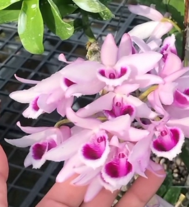 七月檀 爆花檀香石斛 七月开花 粉色瀑布 非常壮观