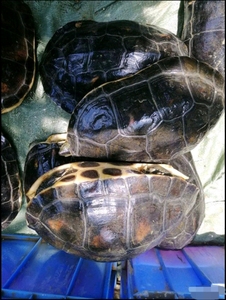 绿线草龟 十几年外塘老花草龟,吃青菜瓜果长大的龟,可养殖可食