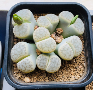 绿曲玉生石花 绿象ya 绿豌豆