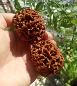 000人付款淘宝给老人按摩穴位的核桃30一对包邮!刺纹官帽,特别扎手.