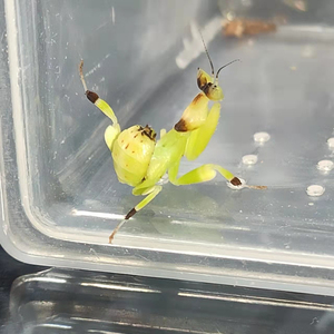 黄花螳螂次末公,160不包邮,运费22发顺丰