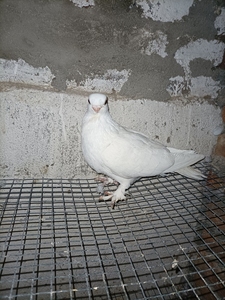 新疆豆眼白大青年母鸽子一只,白眼皮,短嘴,毛脚,无杂毛,8个