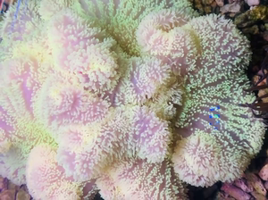 长须地毯海葵  印尼长须黄地毯 尺寸20    特价520