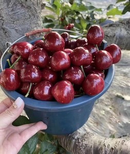 临朐自种大樱桃，品种有美早，先锋，红灯，布鲁克斯，红蜜，雷尼