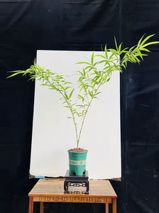 一物一拍,飘逸紫寒竹～朱竹盆景盆栽,拍品如图,保湿发货.