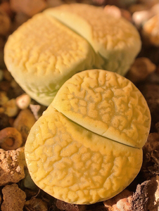 生石花c395黄日轮黄日轮7年大母本,养的很干,不刀