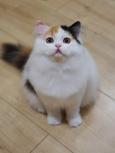 cfa血统苏格兰高地立耳猫,正三花妹妹,甜美可爱的,猫猫出生