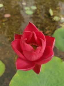 【碗莲北京红】碗莲北京红品牌,价格 - 阿里巴巴