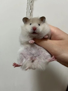 000人付款淘宝卷毛金丝熊正黄妹妹,标价全款,鼠妈卷毛面纹黄,鼠爸黄