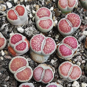 生石花菊纹章,3年亚成株,品相好,图中9个打包158元包邮