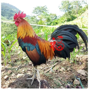 急售云南茶花鸡脱温苗红耳茶花海南白耳杂原活体鸡苗小型观赏鸡土
