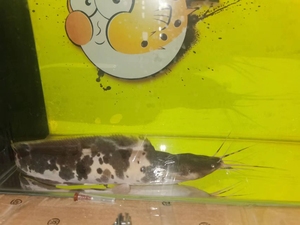 清缸,出小丑武士鱼,又叫奶牛鲶鱼.