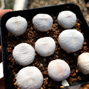 多肉植物肉肉 生石花屁屁花春桃玉属 南蛮玉 高尔夫0人付款580