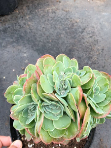 爱斯梅拉达多肉