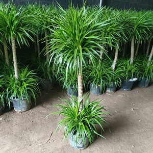 经典绿植龙须树龙须铁龙血树多头花卉盆栽室内客厅大型绿植花卉净