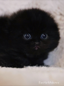 纯黑色苏格兰高地折耳猫 赛级长毛煤球猫