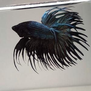 泰国斗鱼狮王,69毒液,金属狮王大体型,大展尾 欢迎视频看