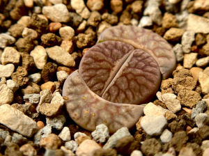 线招福玉生石花