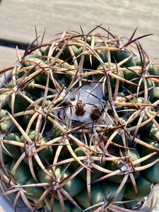 仙人球正版雪顶天司丸,实生籽播4年,尺寸:4cm左右,图一为