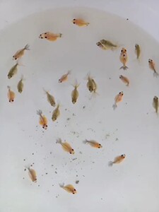 珍珠金鱼(包邮)小鱼苗 红珍珠,紫珍珠,黑珍珠,黄珍珠 ,皇
