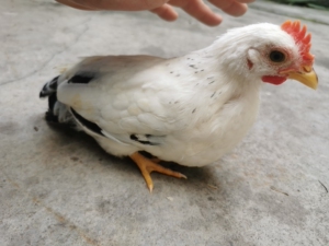 出一只泰国白桂矮脚鸡公鸡,三个月,中山市内可顺风车,可自提.