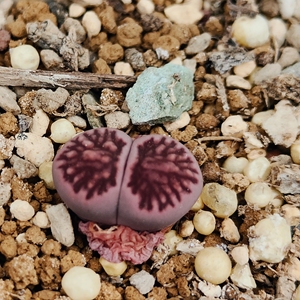 生石花紫菊纹章 品相自观 干净底子 纹路清晰 粗线纹 年份四