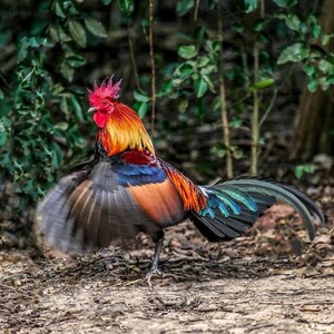 急售清仓云南茶花鸡脱温苗红耳茶花海南白耳杂原活体鸡苗小型观赏
