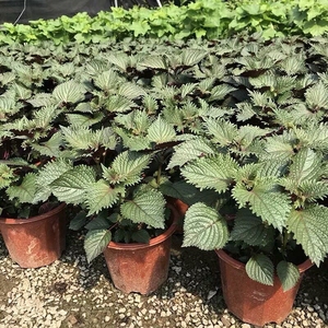 紫苏盆栽可食用办公室绿植鲜活香草野生去腥新鲜苏子叶带盆紫苏苗