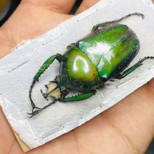 大个体非洲白条绿花金龟标本无纹纯色野虫甲虫真昆虫蒸汽朋克甲虫