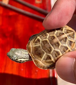 苏北黄肉草龟三代 黄壳种群,白肉麻底.蛋甲母苗.