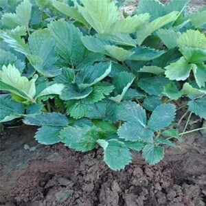 四季草莓苗奶油草莓苗南北方种植当年结果室内阳台盆栽草梅秧苗