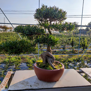 南通雀舌罗汉松盆景正宗原生