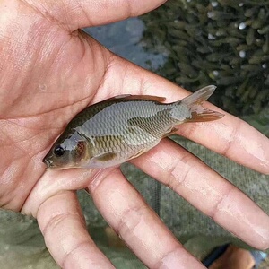 禾花鲤苗禾花鱼鲤鱼苗淡水养殖食用稻田鱼荷花鱼乌鲤鱼鲫鱼
