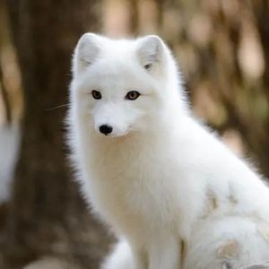 雪狐幼崽 一个月多 自带证书 已驱虫 除臭 打针