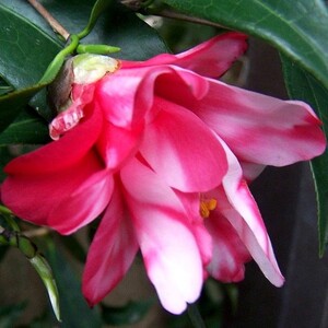 700人付款淘宝日本购孔雀椿茶花垂柳茶花k孔雀玉蒲山茶花