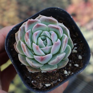 星影桑切斯多肉