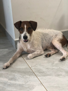 已售出 太仓犬猎犬 一年的公狗 小体型适合家养.也可